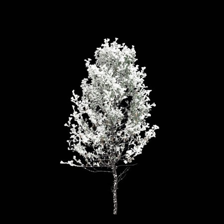 3D-Illustration des mit Pseudotsuga menziesii bedeckten Baumes isoliert auf schwarzem Hintergrund