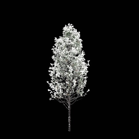 3D-Illustration des mit Pseudotsuga menziesii bedeckten Baumes isoliert auf schwarzem Hintergrund