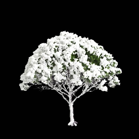 3D-Illustration von Pinus pinea schneebedeckter Baum isoliert auf schwarzem Hintergrund