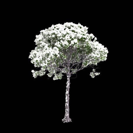 3D-Illustration von Pinus pinea schneebedeckter Baum isoliert auf schwarzem Hintergrund