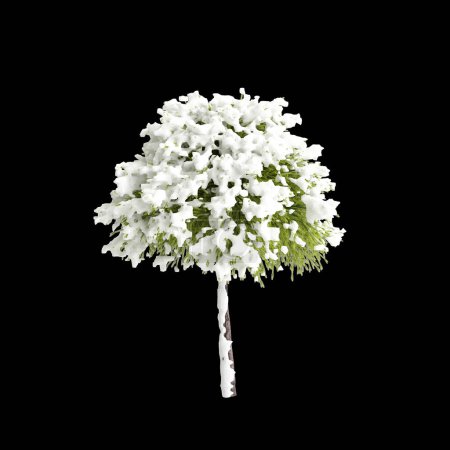 Illustration 3D de Cryptomeria japonica arbre recouvert de neige isolé sur fond noir
