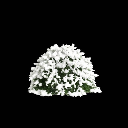 Illustration 3D de Cryptomeria japonica arbre recouvert de neige isolé sur fond noir