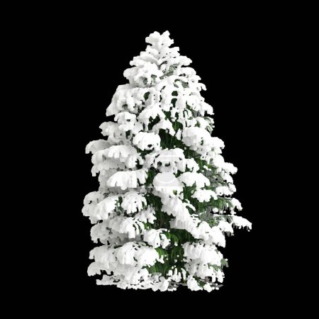 3D-Illustration von Cryptomeria japonica Elegans Viridis schneebedeckter Baum isoliert auf schwarzem Hintergrund