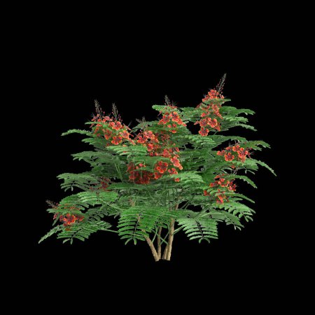 3d illustration of Caesalpinia pulcherrima tree isolated on black background