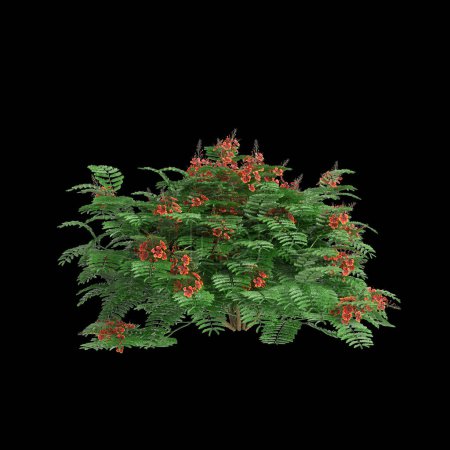 3D Illustration von Caesalpinia pulcherrima Baum isoliert auf schwarzem Hintergrund