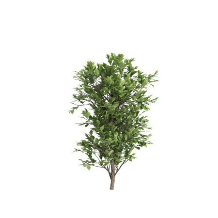 3D Illustration von Lawsonia inermis Baum isoliert auf weißem Hintergrund