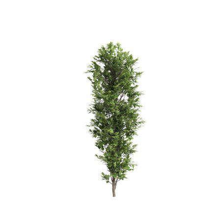 Ilustración 3d del árbol Lawsonia inermis aislado sobre fondo blanco