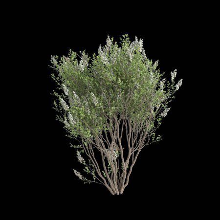 3D Illustration von Lawsonia inermis Baum isoliert auf schwarzem Hintergrund