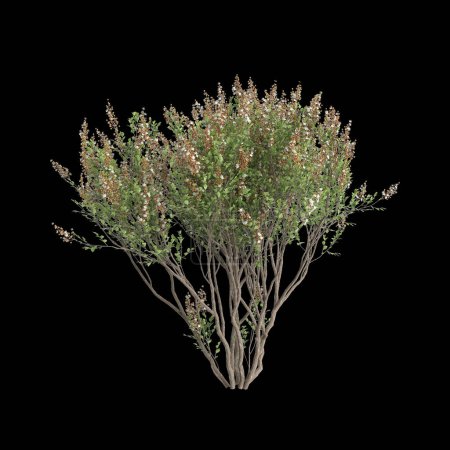 Ilustración 3d del árbol Lawsonia inermis aislado sobre fondo negro