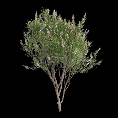 3d illustration of Lawsonia inermis tree isolated on black background