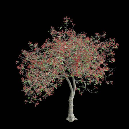 3d ilustración de Erythrina variegata árbol aislado sobre fondo negro