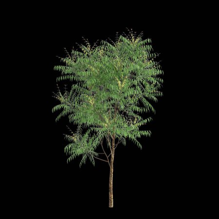 3D-Illustration des Azadirachta-Indica-Baumes isoliert auf schwarzem Hintergrund