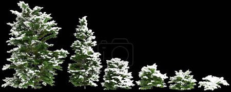 3D-Illustration von Set Chamaecyparis obtusa schneebedeckter Busch isoliert auf schwarzem Hintergrund