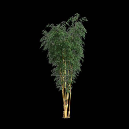 3D-Illustration des Schizostachyum-Baumes isoliert auf schwarzem Hintergrund