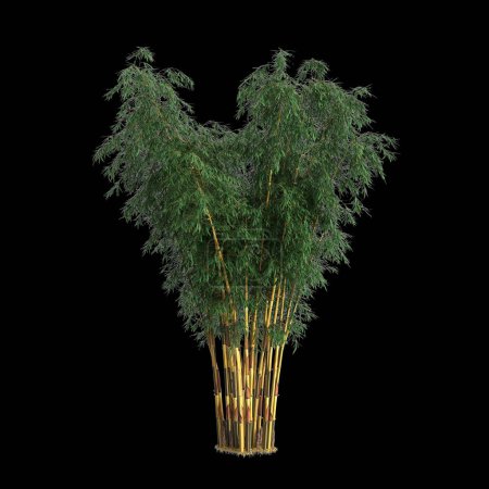 Ilustración 3d del árbol de Schizostachyum aislado sobre fondo negro