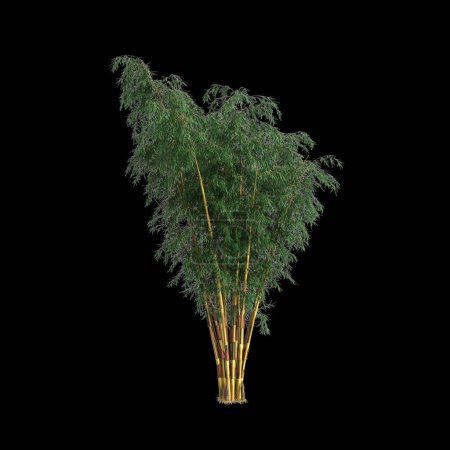 3D-Illustration des Schizostachyum-Baumes isoliert auf schwarzem Hintergrund