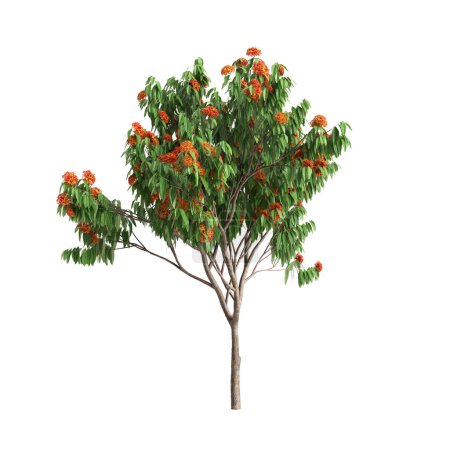 3D-Illustration des Saraca-Asokabaums isoliert auf weißem Hintergrund