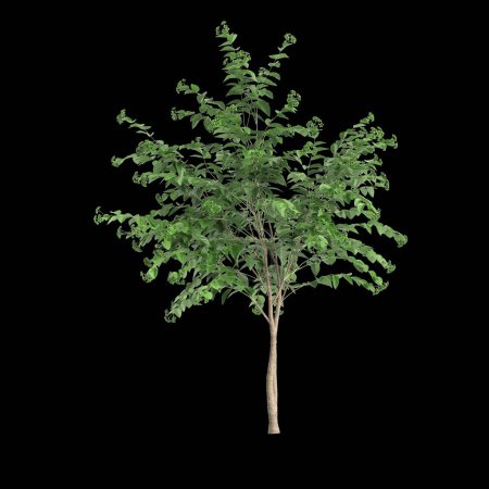 3d illustration of set Nyctanthes arbor tristis tree isolated on black background