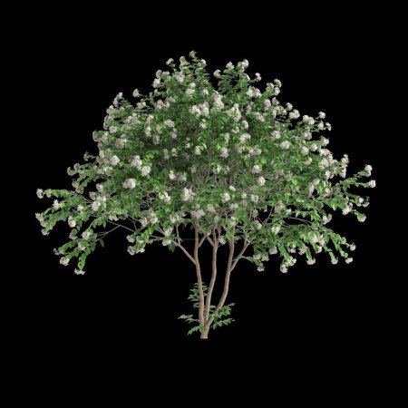 Ilustración 3d del árbol del cenador de Nyctanthes del sistema tristis aislado sobre fondo negro