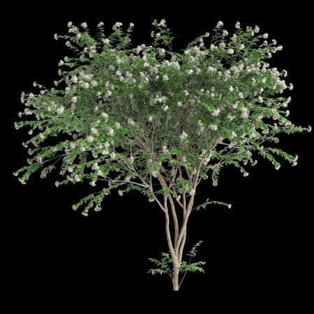 3d illustration of set Nyctanthes arbor tristis tree isolated on black background
