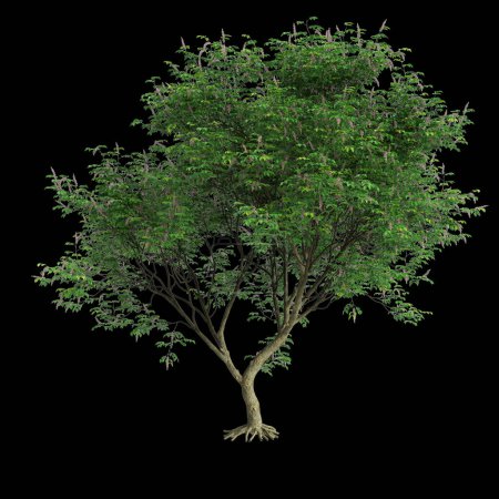 3D-Illustration des Millettia pinnata Baumes isoliert auf schwarzem Hintergrund