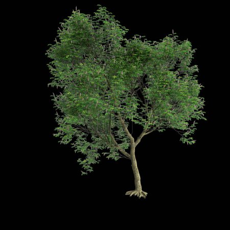 3d illustration of set Millettia pinnata tree isolated on black background