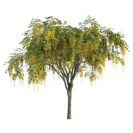 3D-Illustration des Cassia-Fistelbaums isoliert auf weißem Hintergrund