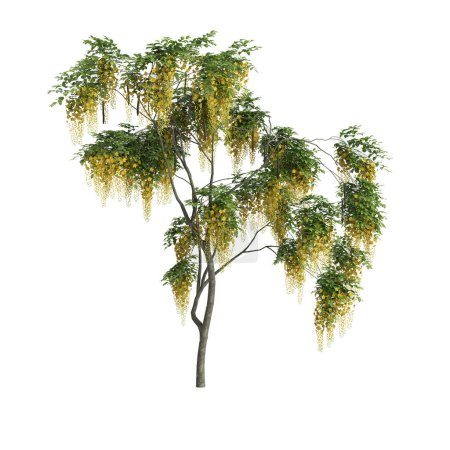 3d illustration of set Cassia fistula tree isolated on white background