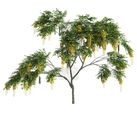 3D-Illustration des Cassia-Fistelbaums isoliert auf weißem Hintergrund