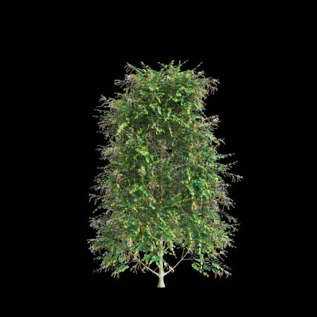 3d illustration of Duranta repens bush isolated on black background
