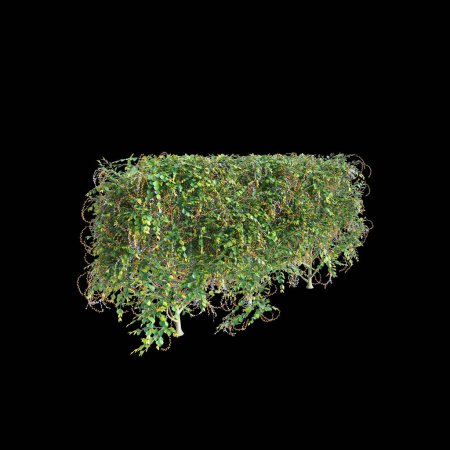 3d illustration of Duranta repens treeline isolated on black background, perspective