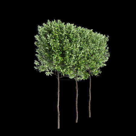 3D Illustration der Laurus nobilis Baumgrenze isoliert auf schwarzem Hintergrund, Perspektive
