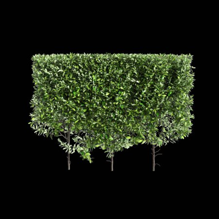 3D-Illustration der Laurus nobilis Baumgrenze isoliert auf schwarzem Hintergrund