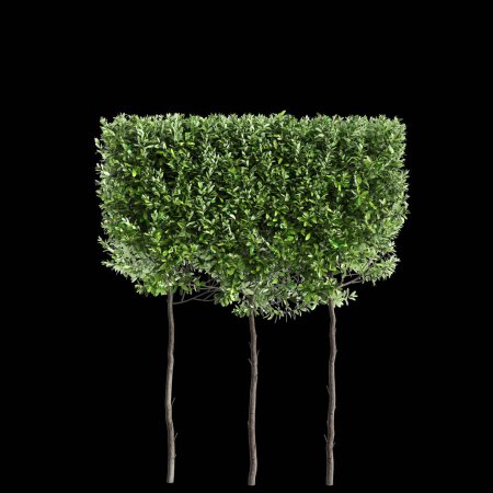 3D-Illustration der Laurus nobilis Baumgrenze isoliert auf schwarzem Hintergrund