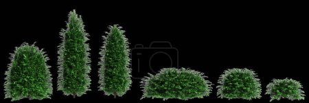 3d illustration of set Taxus baccata bush isolated on white background