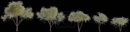 Téléchargez les photos : Illustration 3D de l'arbre Callistemon viminalis isolé sur fond noir - en image libre de droit