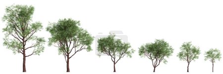 3d illustration of set Corymbia calophylla tree isolated on white background