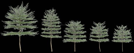 3D-Illustration von Set Terminalia Mantaly Baum isoliert auf schwarzem Hintergrund