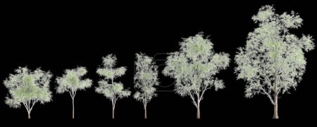 Téléchargez les photos : Illustration 3D de l'ensemble Eucalyptus globulus isolé sur fond noir - en image libre de droit