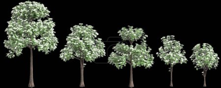 3d illustration of set Alstonia scholaris tree isolated on black background