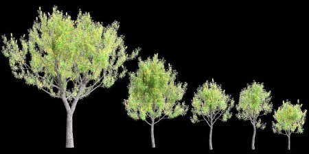 3d illustration of set Banksia Integrifolia tree isolated on black background