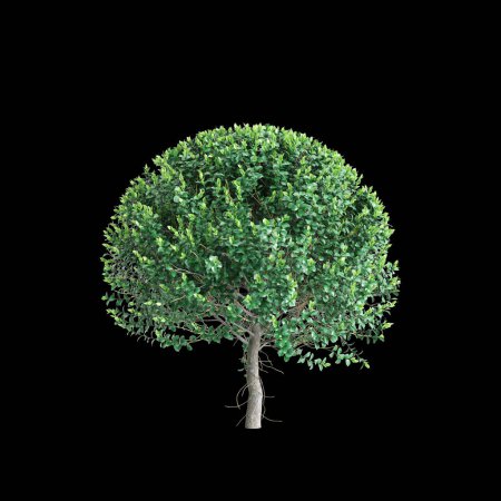 Illustration 3D de Ficus microcarpa isolé sur fond noir