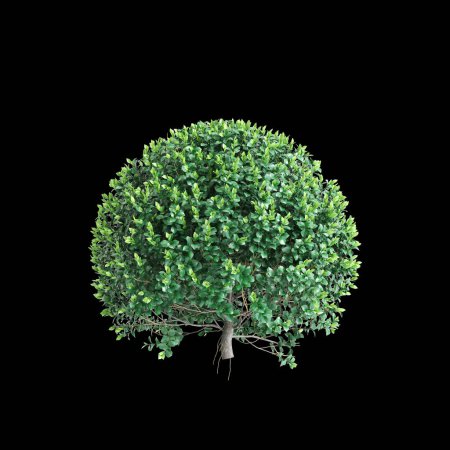 3d illustration of Ficus microcarpa tree isolated on black background