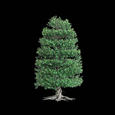3D Illustration von Ficus microcarpa Baum isoliert auf schwarzem Hintergrund
