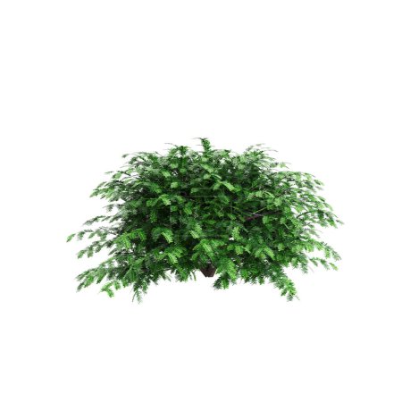 Foto de 3d ilustración del arbusto Taxus baccata aislado sobre fondo blanco - Imagen libre de derechos