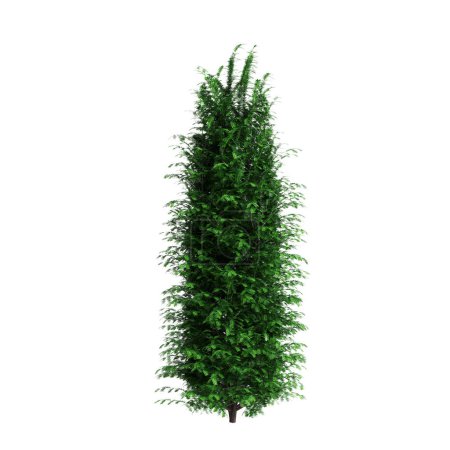 3d illustration of Taxus baccata bush isolated on white background