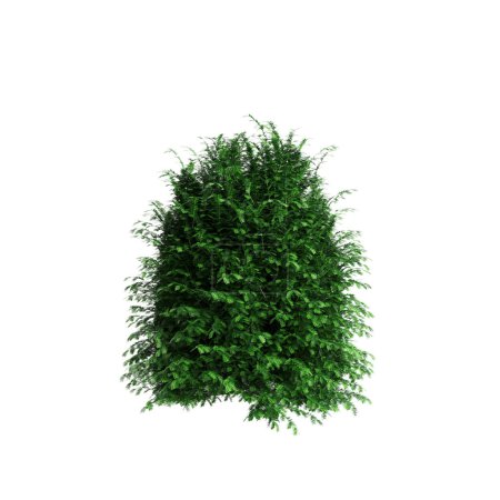 Foto de 3d ilustración del arbusto Taxus baccata aislado sobre fondo blanco - Imagen libre de derechos