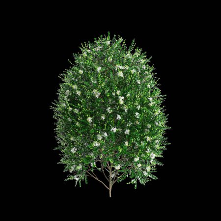 3D Illustration von Murraya paniculata Busch isoliert auf schwarzem Hintergrund