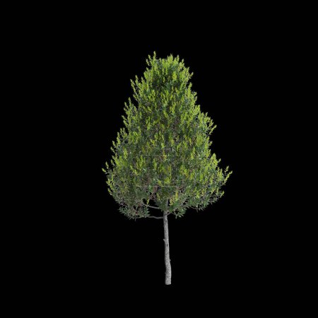 3D-Illustration von Ilex aquipernyi Baum isoliert auf schwarzem Hintergrund