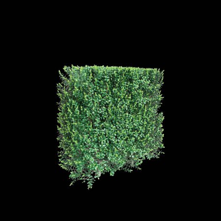 3d illustration of Ficus microcarpa treeline isolated on black background, perspective